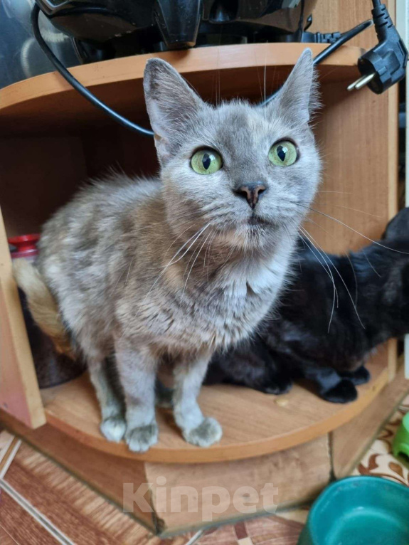 Кошки в Москве: Белочка Девочка, Бесплатно - фото 2