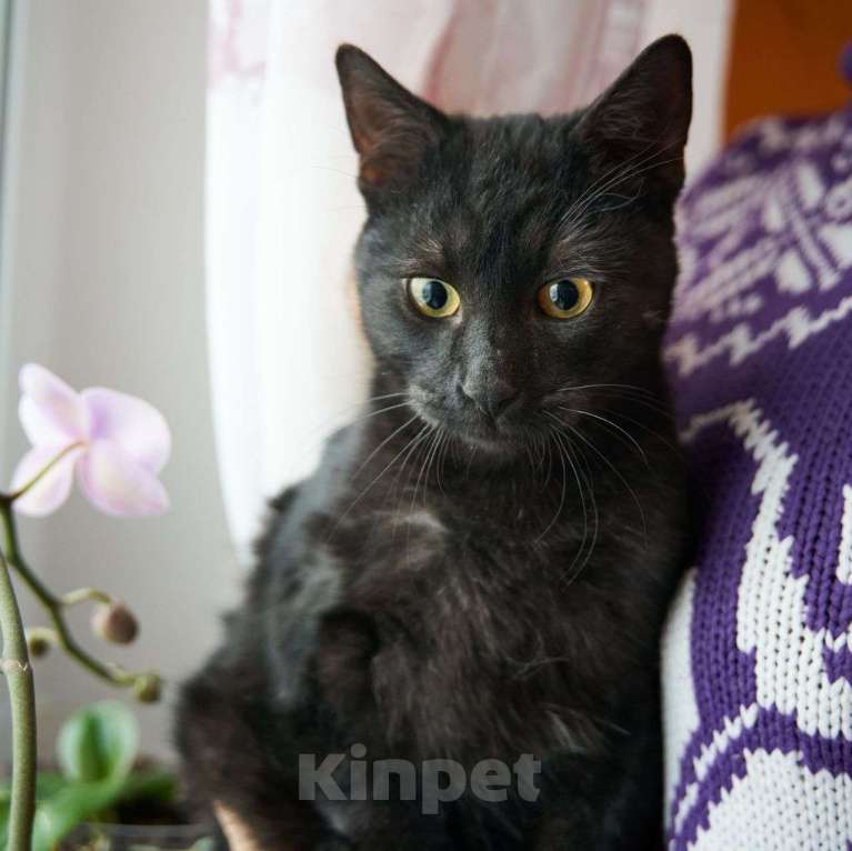 Кошки в Москве: Черного котика выкинули в подъезд 🆘️ Срочный поиск дома Мальчик, Бесплатно - фото 3