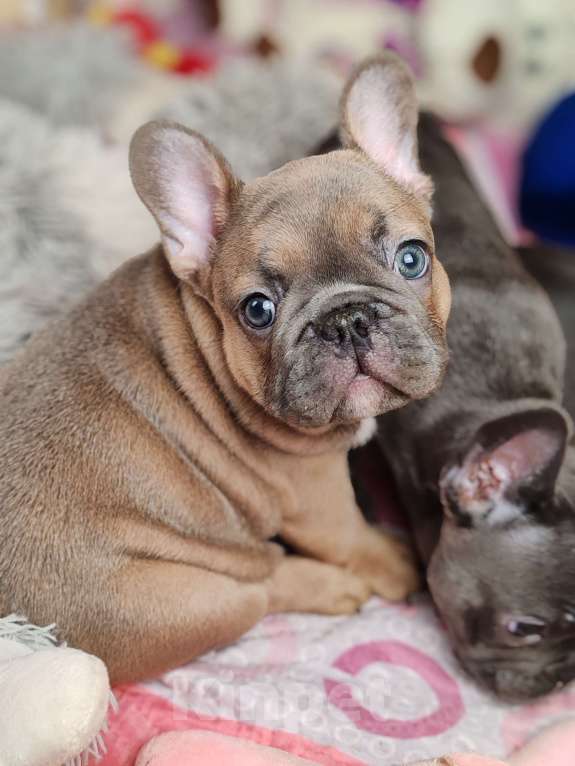 Собаки в Санкт-Петербурге: Шикарные щенки голубые шоколад лиловые Девочка, 60 000 руб. - фото 7