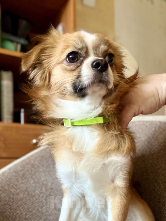 Собаки в Новосибирске: Подрощенный Кобель  Чихуахуа  Мальчик, 20 000 руб. - фото 3