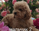 Кошки в Краснодаре: Щенки Мальтмпу f1 мини Мальчик, 50 000 руб. - фото 9