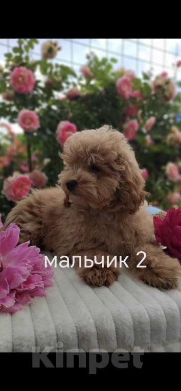 Кошки в Краснодаре: Щенки Мальтмпу f1 мини Мальчик, 50 000 руб. - фото 9