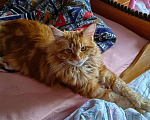 Кошки в Санкт-Петербурге: Потерялся кот на финском заливе 25.06.2024 Мальчик, 2 000 руб. - фото 1