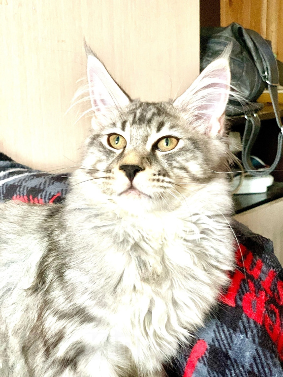 Кошки в Челябинске: 🔥🔥КОТЕНОК МЕЙН-КУН МАЛЬЧИК ПИТОМНИК Мальчик, 40 000 руб. - фото 4