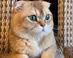Кошки в Екатеринбурге: Продаются котятки породы Британская короткошерстная, окрас «Золотая шиншилла» Девочка, 25 000 руб. - фото 9