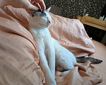 Кошки в Москве: Котенок девочка Девочка, Бесплатно - фото 6