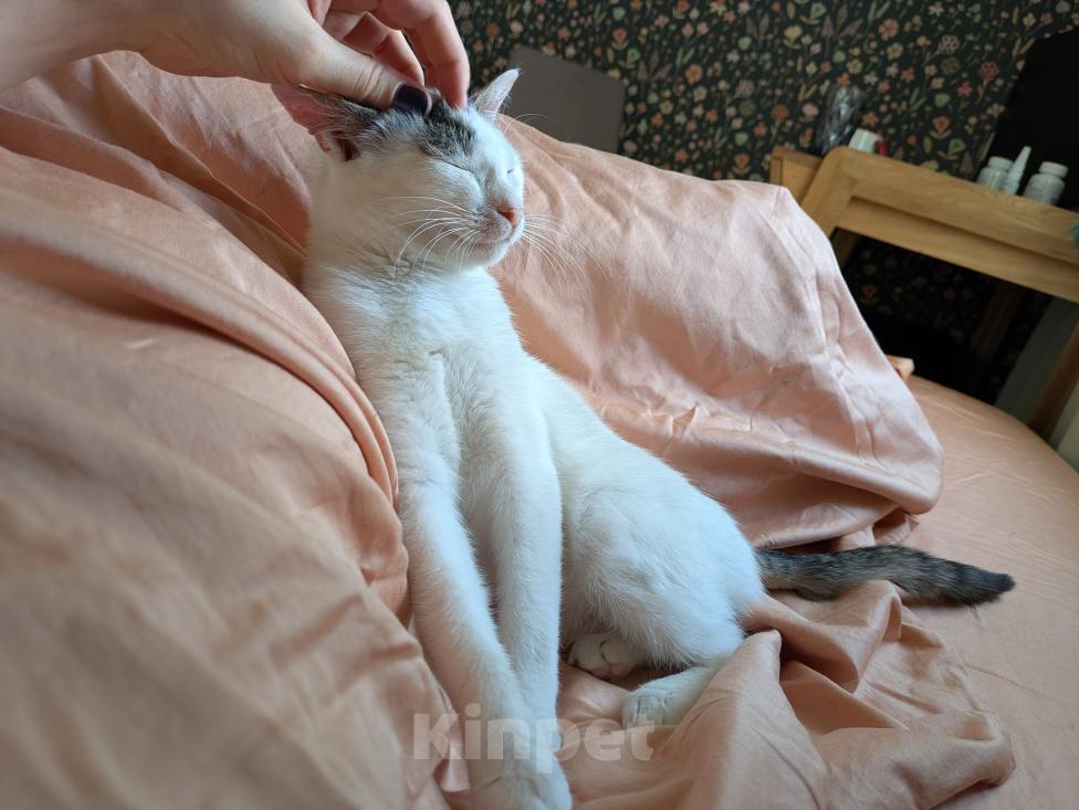Кошки в Москве: Котенок девочка Девочка, Бесплатно - фото 6