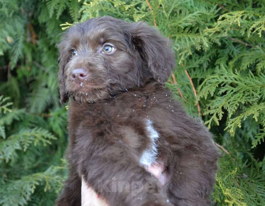 Собаки в других городах Московской области: Девочка припевочка. Девочка, 30 000 руб. - фото 3