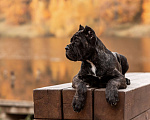 Собаки в Нижнем Новгороде: щенок кане корсо КАНЕ МЕЛОДИ Девочка, 90 000 руб. - фото 1
