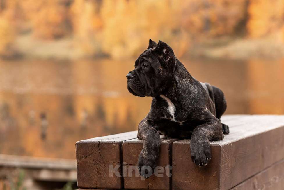 Собаки в Нижнем Новгороде: щенок кане корсо КАНЕ МЕЛОДИ Девочка, 90 000 руб. - фото 1