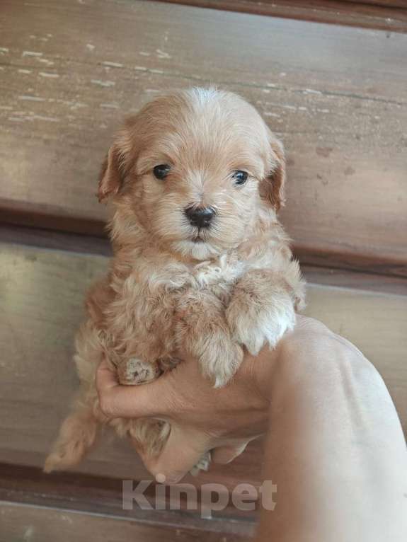 Собаки в Москве: Мальчик мальтипу мини  Мальчик, 160 000 руб. - фото 4