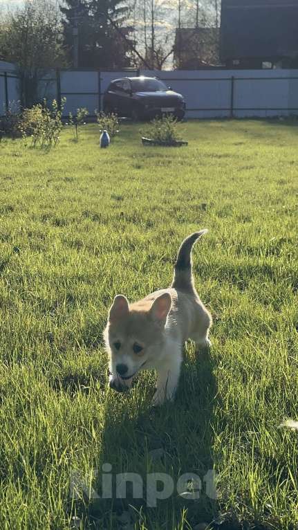 Собаки в Москве: Корги Девочка, Бесплатно - фото 2