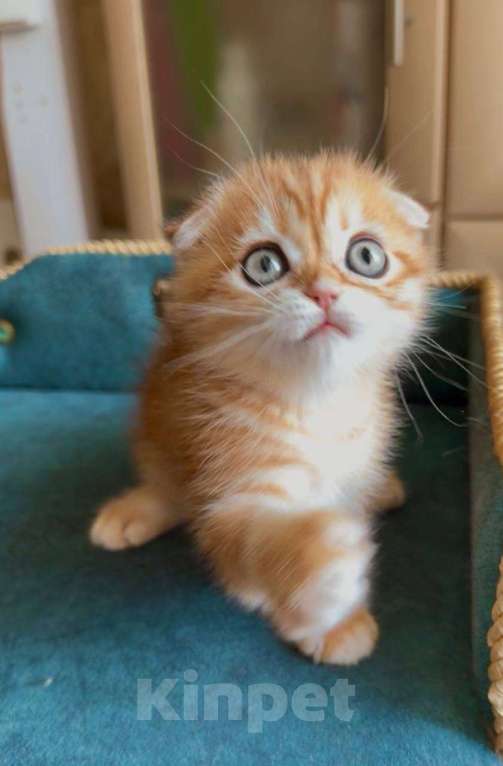 Кошки в Москве: Каспер Мальчик, 80 000 руб. - фото 1