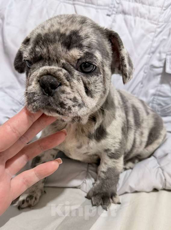 Собаки в Краснодаре: Щенки французского бульдога Мальчик, 55 000 руб. - фото 2