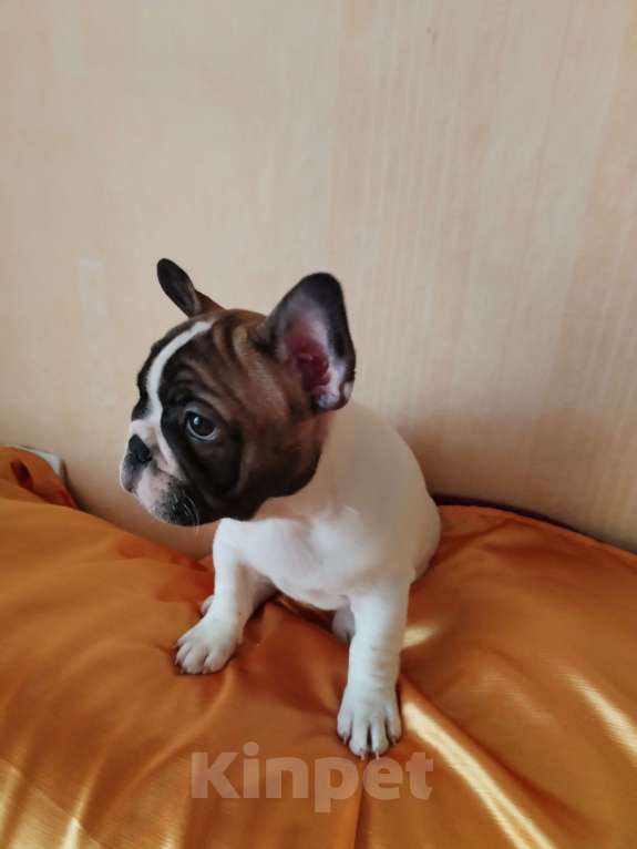 Собаки в Новокузнецке: Беляшик Девочка, 50 000 руб. - фото 1