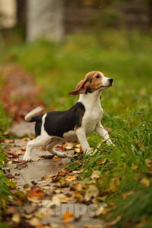 Собаки в других городах Московской области: Щенки Эстонцы РКФ Мальчик, 25 000 руб. - фото 3