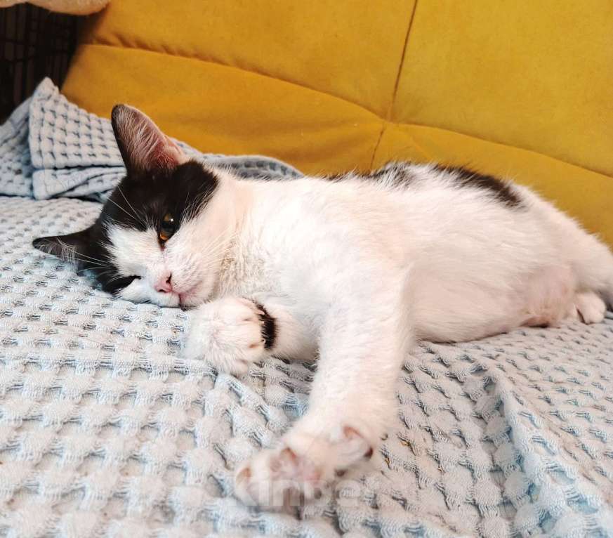 Кошки в Москве: Ласковая красоточка Луна в поисках своей семьи  Девочка, Бесплатно - фото 2