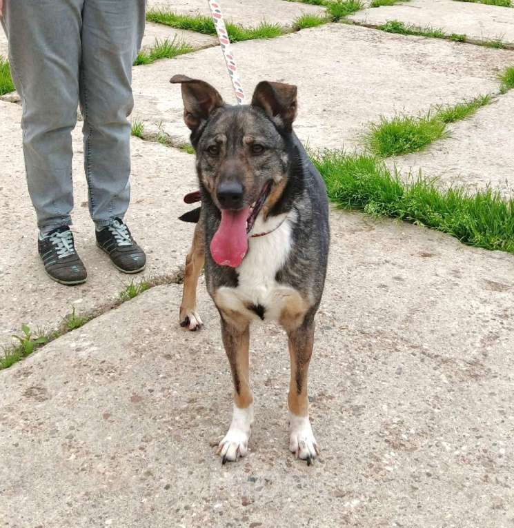 Собаки в Москве: ШАНС для ласкушечки Мэри на дом и любимую семью  Девочка, Бесплатно - фото 7