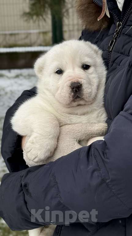 Собаки в Красноярске: Девочка Девочка, 40 000 руб. - фото 1