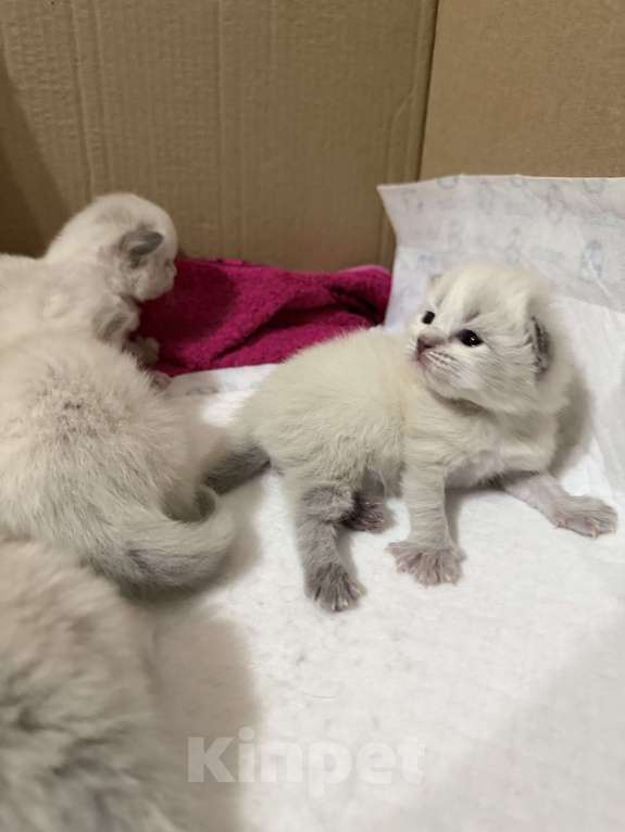 Кошки в Санкт-Петербурге: Невские маскарадный котята Мальчик, 27 000 руб. - фото 10