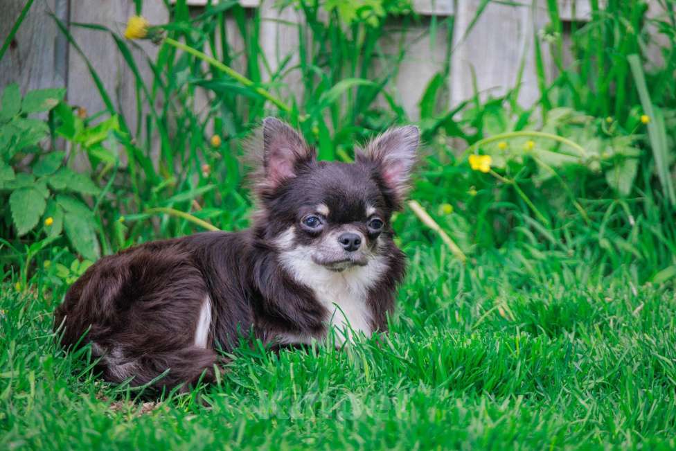 Собаки в Москве: Шикарный красавец Мальчик, 45 000 руб. - фото 3