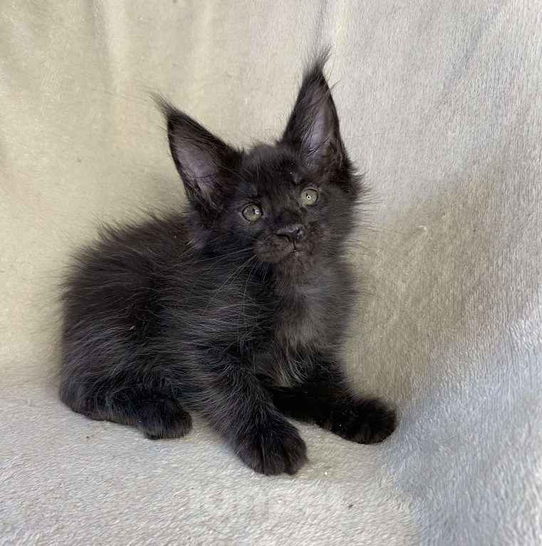 Кошки в Дмитрове: Черный сОлидный мальчик мейн кун Мальчик, 50 000 руб. - фото 1