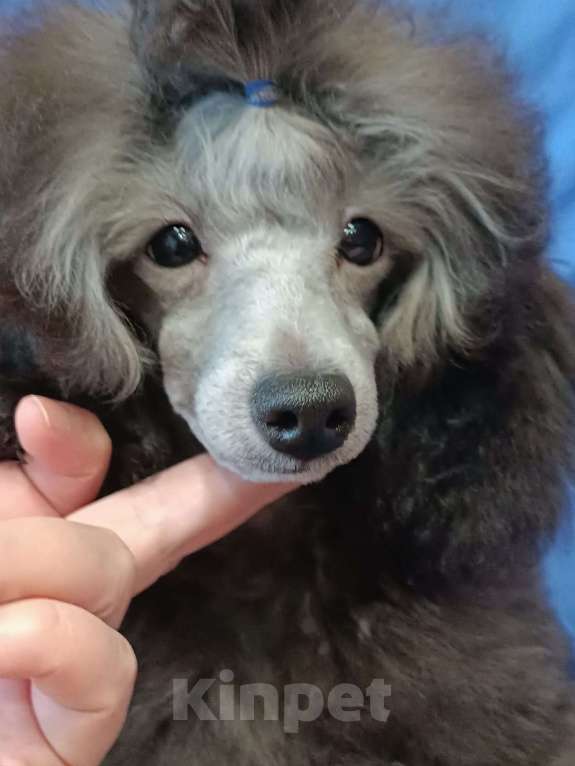 Собаки в Ярославле: Серебро той Мальчик, 140 000 руб. - фото 3