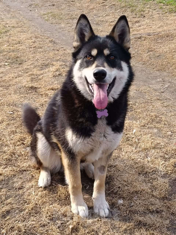 Собаки в Москве: Поступили как с ненужной игрушкой  Девочка, Бесплатно - фото 3