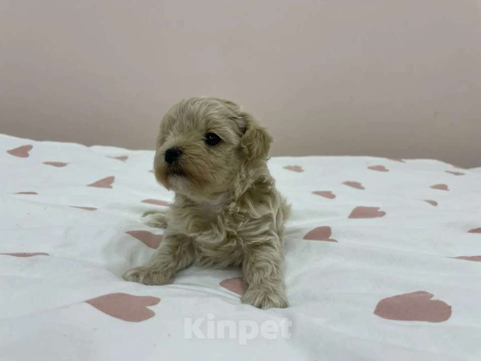 Собаки в Краснодаре: Продаю мальтипу  f1, дата рождения 28.12.2025. Мама мальтийская болонка, папа той пудель Китай Девочка, 80 000 руб. - фото 5