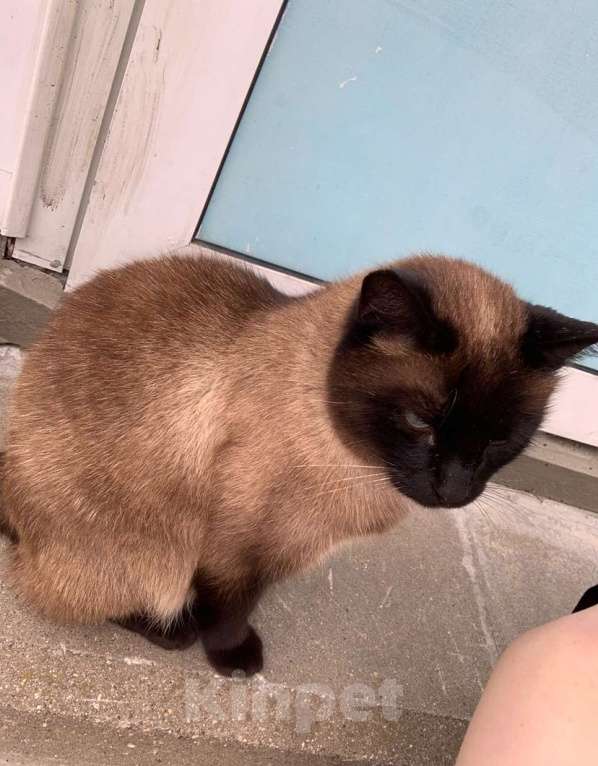 Кошки в Ярославле: Потерялся кот Мэт  Мальчик, 5 000 руб. - фото 6