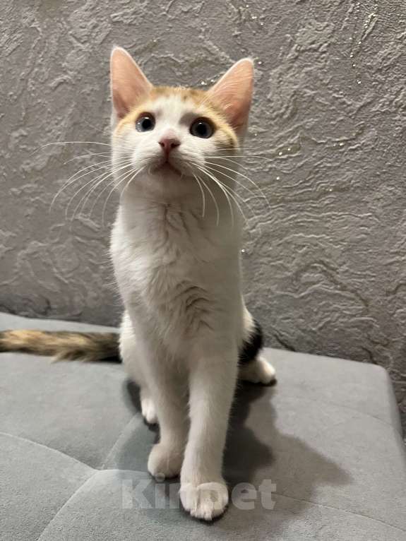 Кошки в Ростове-на-Дону: Манчкин Стандарт  Девочка, 1 000 руб. - фото 5