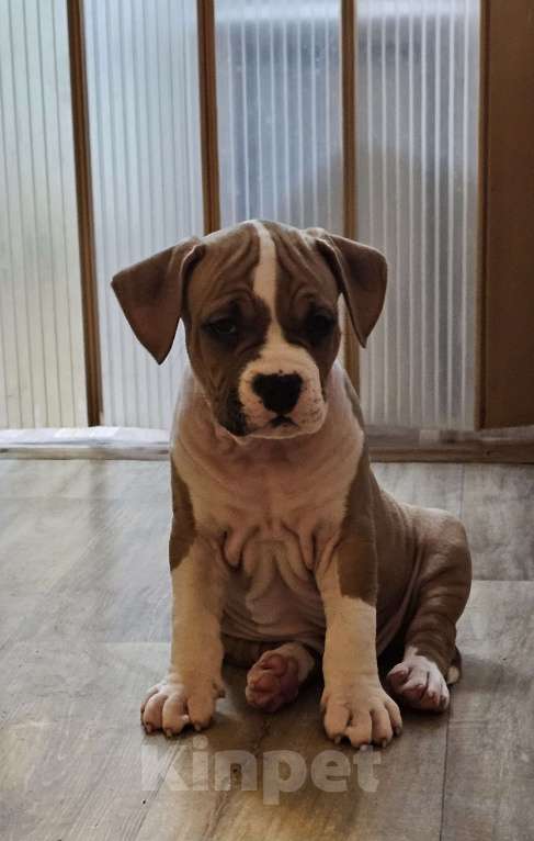 Собаки в Красногорске: Мальчик  Мальчик, 80 000 руб. - фото 1