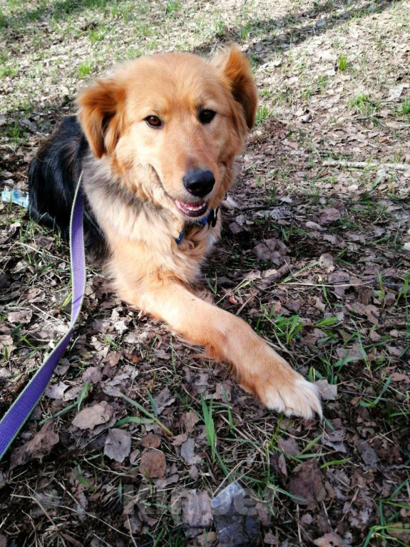 Собаки в Москве: Мотя-трехлапик в Хорошие руки! Девочка, Бесплатно - фото 2