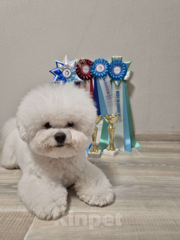 Собаки в Новосибирске: Бишон фризе вязка Мальчик, Бесплатно - фото 4