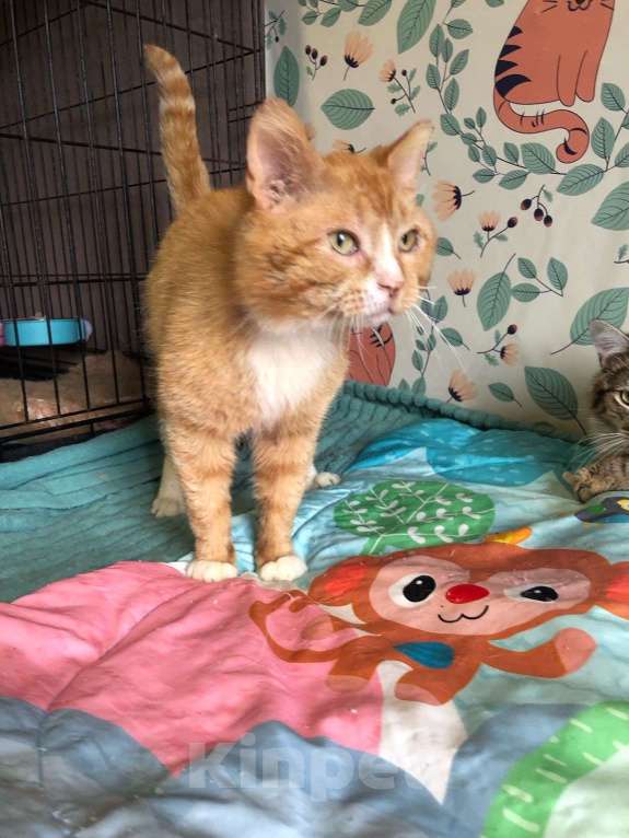 Кошки в Дмитрове: Выброшен, предан и никому не нужен. Мальчик, Бесплатно - фото 7