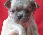 Собаки в Санкт-Петербурге: чихуахуа девочка Девочка, 60 000 руб. - фото 3