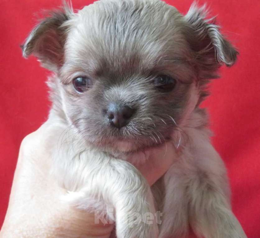 Собаки в Санкт-Петербурге: чихуахуа девочка Девочка, 60 000 руб. - фото 3