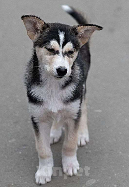 Собаки в Ульяновске: Мерлин Девочка, 500 руб. - фото 2