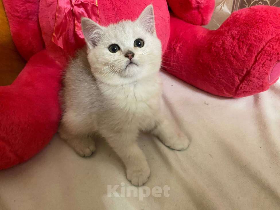 Кошки в Санкт-Петербурге: Прямоухий шотландский мальчик Мальчик, 17 900 руб. - фото 7