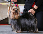 Собаки в Самаре: Вязка йоркширский терьер, 3 000 руб. - фото 1