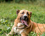 Собаки в Видном: Бархан ждет семью Мальчик, Бесплатно - фото 6