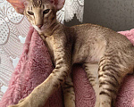 Кошки в Балашихе: Ориентальный котенок Дизель Мальчик, 80 000 руб. - фото 5