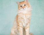 Кошки в Москве: Пушистый рыжий котенок Эфир в добрые руки Мальчик, 1 руб. - фото 2