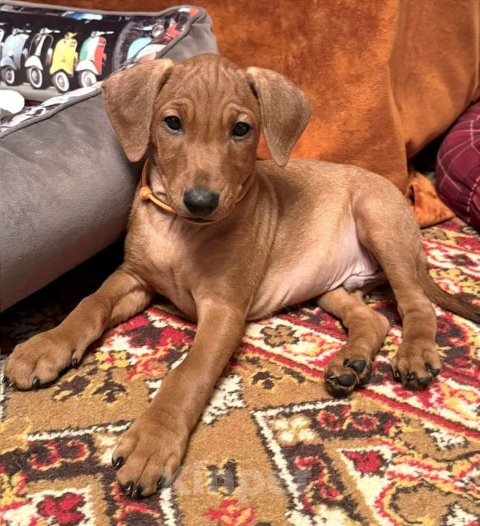 Собаки в Москве: Щенок немецкого пинчера. Мальчик, 80 000 руб. - фото 2