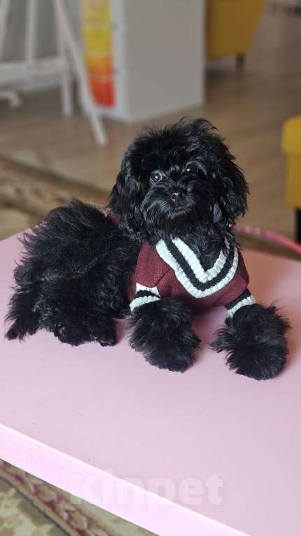 Собаки в Химках: Мальтипу девочка черного окраса Девочка, 70 000 руб. - фото 3