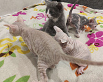 Кошки в Санкт-Петербурге: Котёнок донской сфинкс  Мальчик, 18 000 руб. - фото 4
