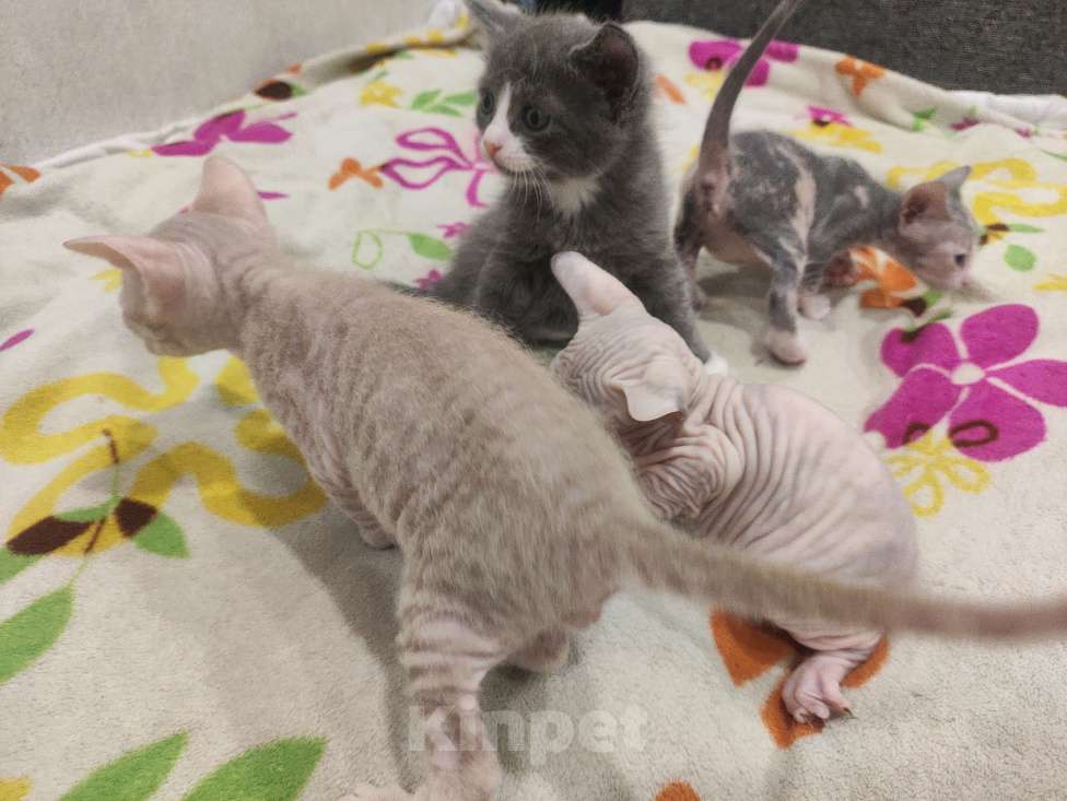 Кошки в Санкт-Петербурге: Котёнок донской сфинкс  Мальчик, 18 000 руб. - фото 4