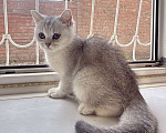 Кошки в Ростове-на-Дону: Шотландский прямоухий котенок Мальчик, 10 000 руб. - фото 4