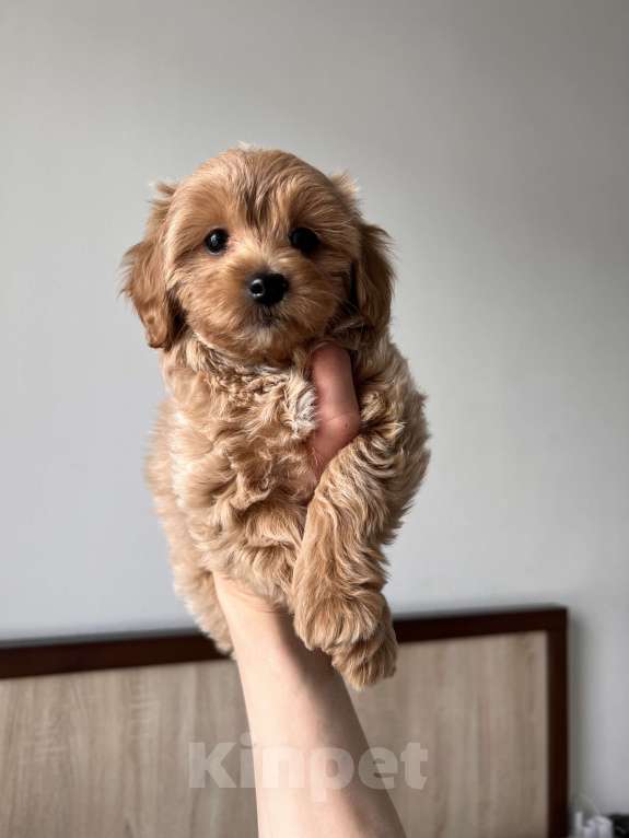 Собаки в Москве: Мальтипу Девочка, 110 000 руб. - фото 3