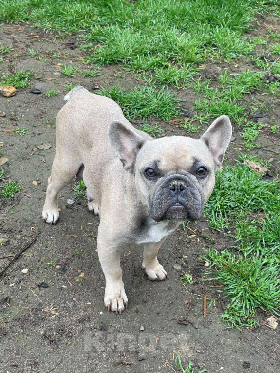 Собаки в других городах Краснодарского края: Щенки французского бульдога Девочка, 55 000 руб. - фото 4
